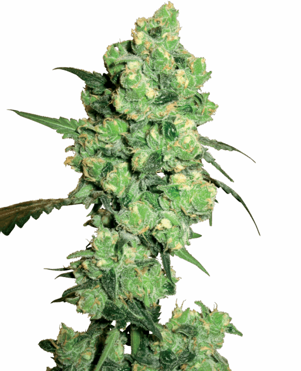 Sensi Seeds Cannabis Seeds Super Skunk Feminized by White Label