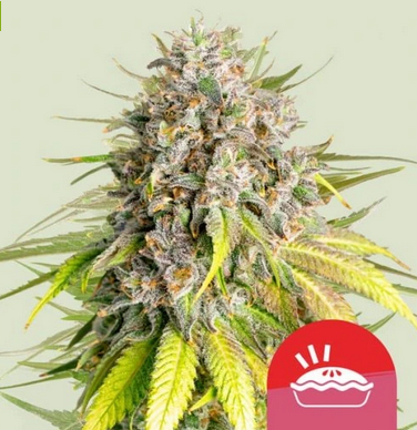 Royal Queen Seeds Cannabis Seeds Punch Pie Nőiesített 10 db