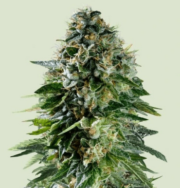 Royal Queen Seeds Cannabis Seeds Dugóhúzó Auto 10 db