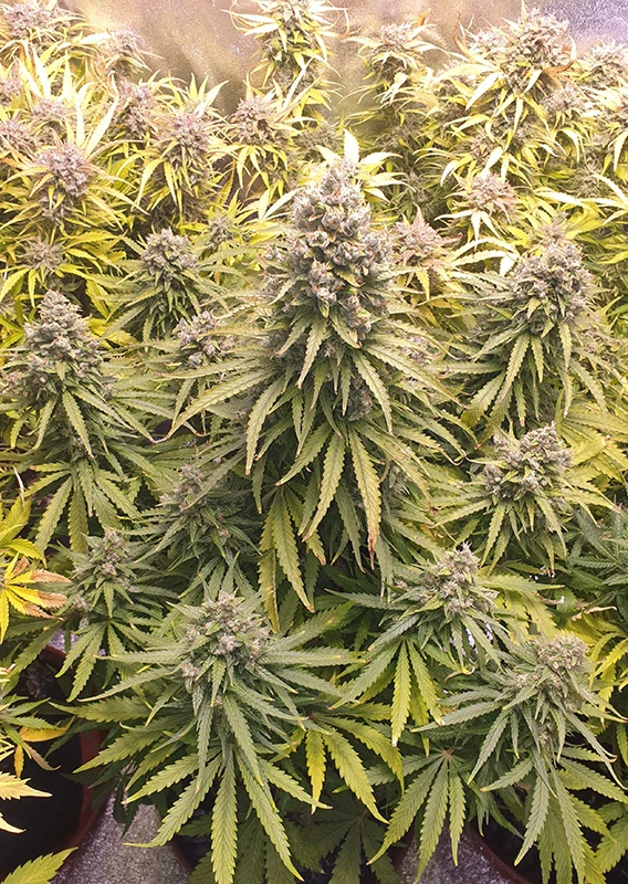 Dutch Passion Cannabis Seeds Auto Lemon Kix® Autoflowering 7 db