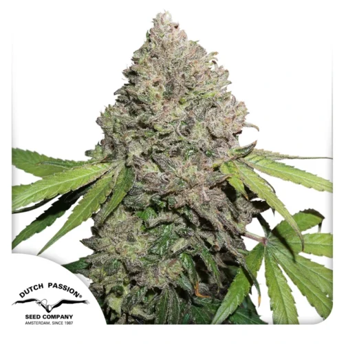 Dutch Passion Cannabis Seeds CBD Charlotte's Angel ® Feminized 100 db