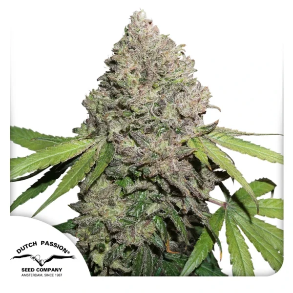 Dutch Passion Cannabis Seeds CBD Charlotte's Angel ® Feminized 100 db