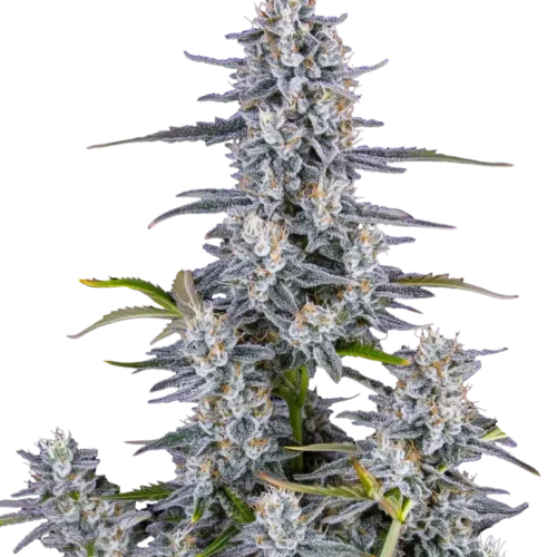 Fast Buds Super Boof automatikusan virágzó kannabiszmagok 100 db