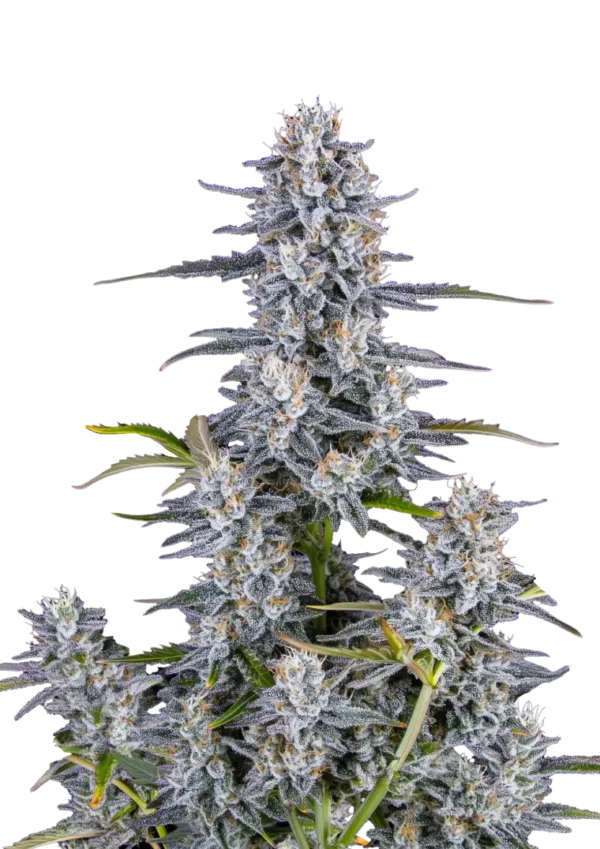Fast Buds Super Boof automatikusan virágzó kannabiszmagok 100 db