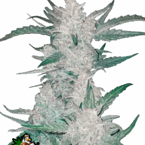 Fast Buds Cannabis Seeds Mexican Airlines Auto 100 db