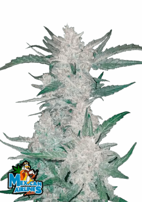 Fast Buds Cannabis Seeds Mexican Airlines Auto 100 db