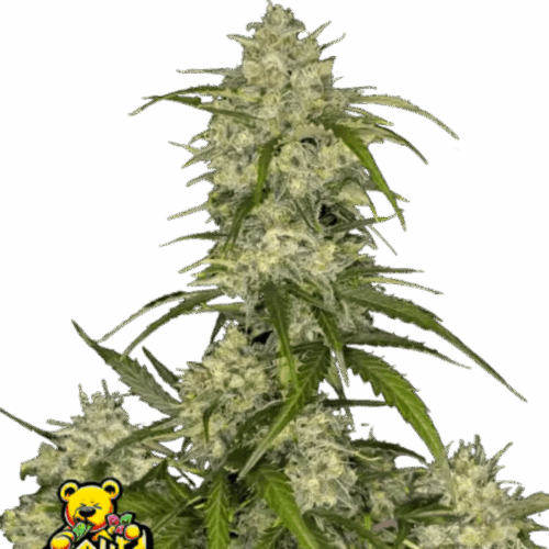 Fast Buds Cannabis Seeds Sour Jealousy Auto 100 db