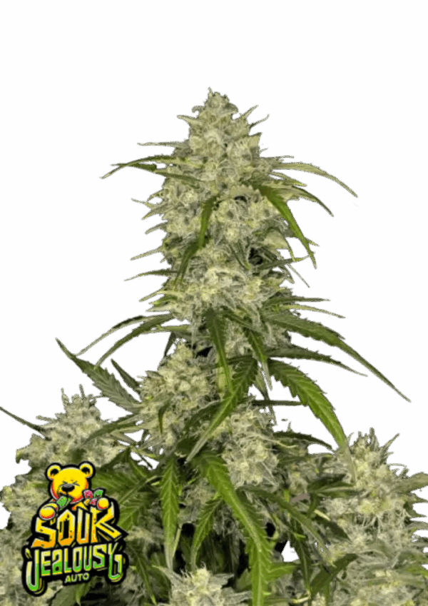 Fast Buds Cannabis Seeds Sour Jealousy Auto 100 db