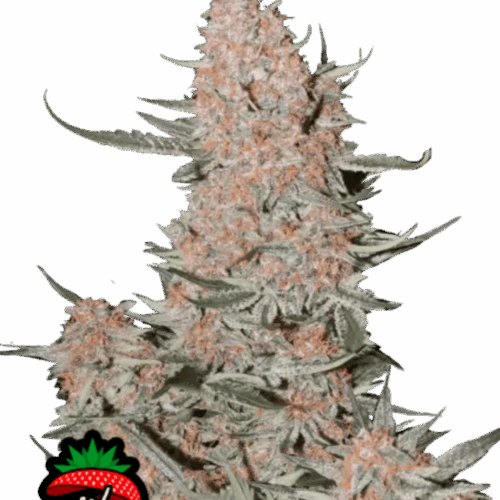 Fast Buds Cannabis Seeds Ztrawberriez Auto 100 db