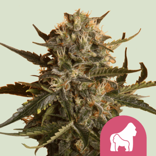 Royal Queen Seeds Cannabis Seeds Mother Gorilla (Formerly Royal Madre) Feminized 25 db