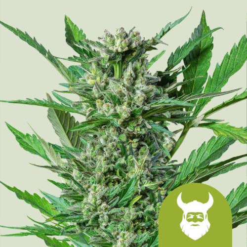 Royal Queen Seeds Cannabis Seeds Royal Dwarf Auto 25 db