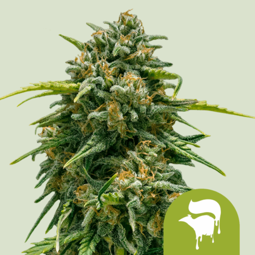 Royal Queen Seeds Cannabis Seeds Sweet Skunk Auto 25 db
