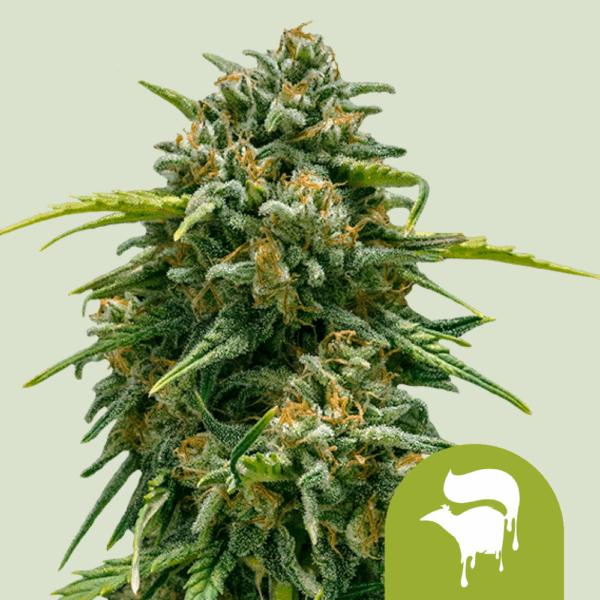 Royal Queen Seeds Cannabis Seeds Sweet Skunk Auto 25 db