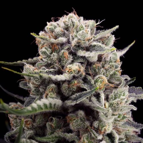 Silent Seeds Cannabis Seeds B-45