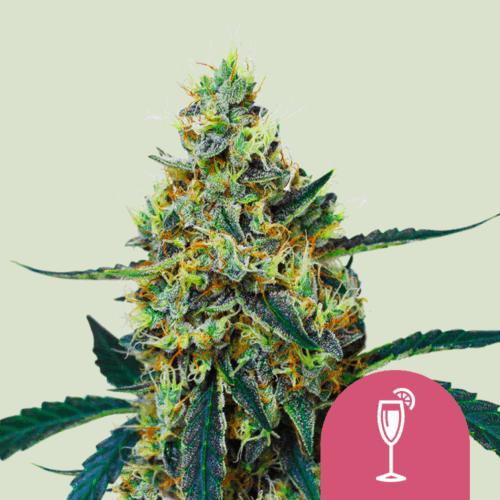 Royal Queen Seeds Cannabis Seeds Mimosa Feminized 25 db