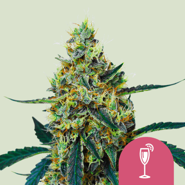 Royal Queen Seeds Cannabis Seeds Mimosa Feminized 25 db