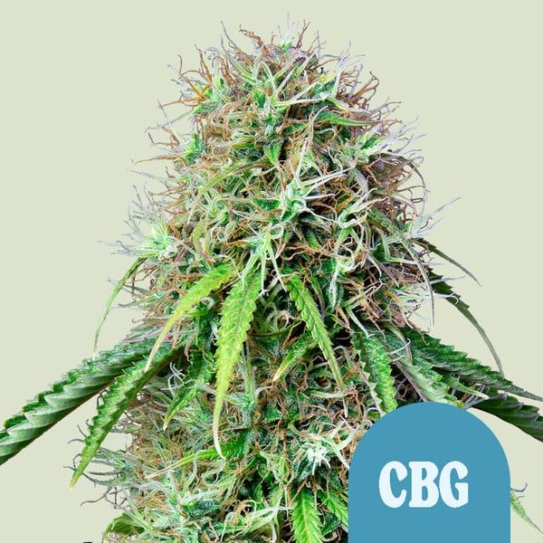 Royal Queen Seeds Cannabis Seeds Royal CBG Auto (High CBD) 25 db