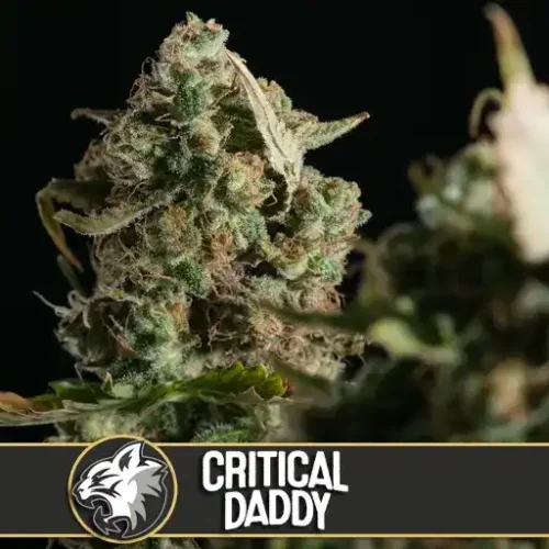Blimburn Seeds Cannabis Seeds Critical Daddy Nőiesített 3 pár