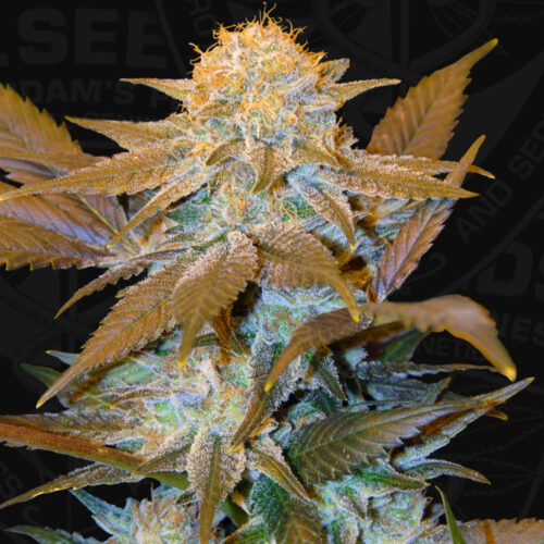 T.H.Seeds™ Cannabis Seeds Critical HOG™