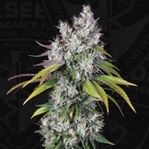 T.H.Seeds™ Cannabis Seeds Underdawg™