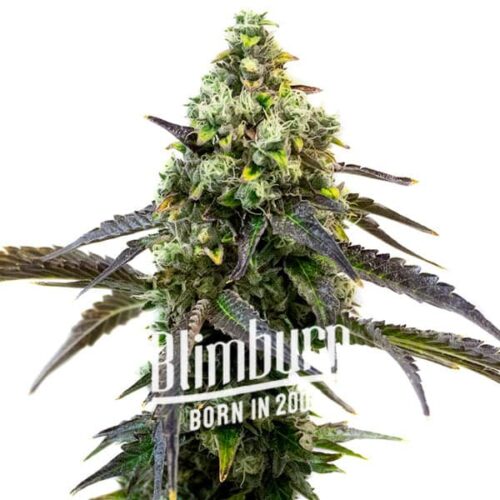 Blimburn Seeds Cannabis Seeds RS11 Nőiesített 100 db