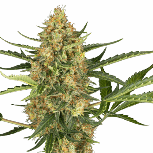 Sensi Seeds Cannabis Seeds Blueberry Rabblegum Automatic Feminized