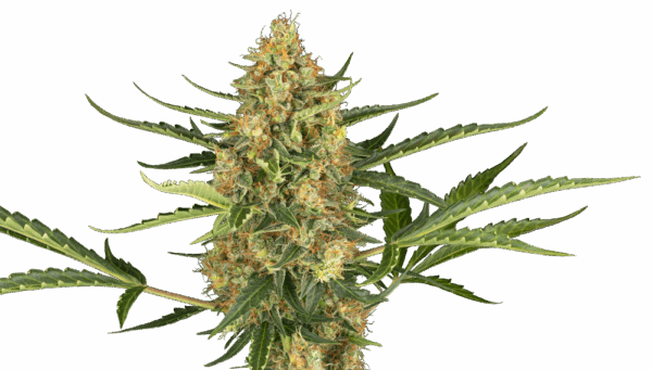 Sensi Seeds Cannabis Seeds Blueberry Rabblegum Automatic Feminized