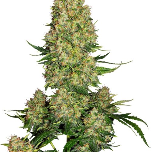 Sensi Seeds Cannabis Seeds Skunk #1 Automatic® Feminized