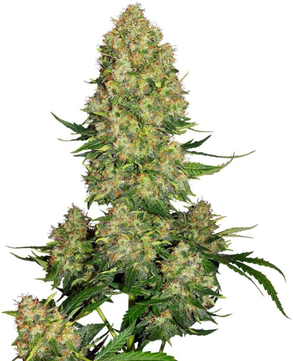 Sensi Seeds Cannabis Seeds Skunk #1 Automatic® Feminized
