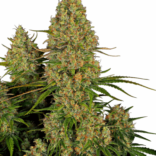 Sensi Seeds Cannabis Seeds Sticky Orange XXL Automatic Feminized