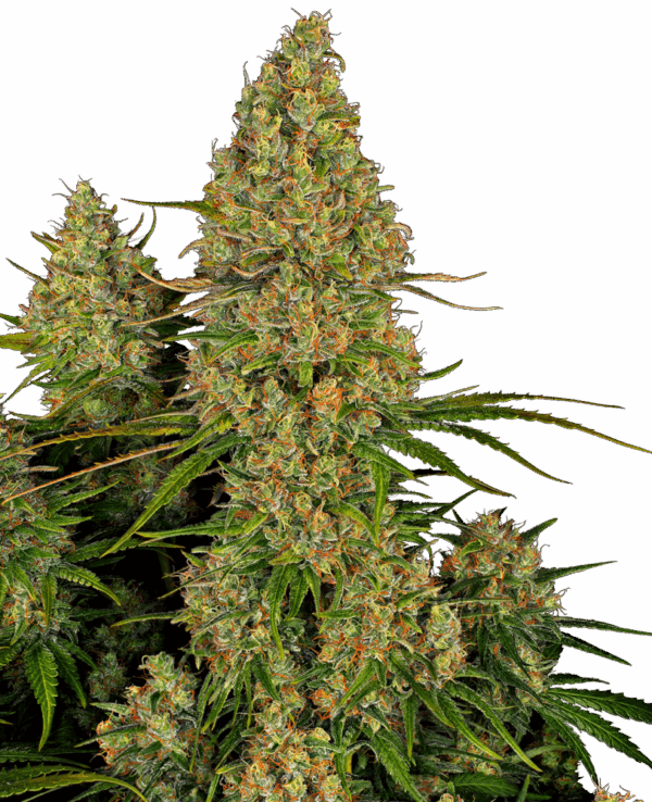 Sensi Seeds Cannabis Seeds Sticky Orange XXL Automatic Feminized