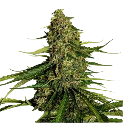 Royal Queen Seeds Gaia F1 Auto kannabiszmagok 10 db