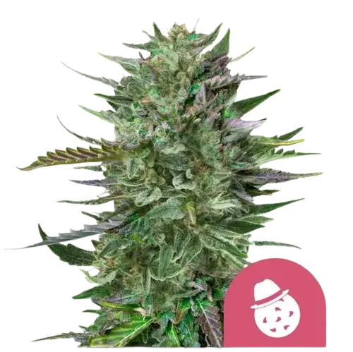 Royal Queen Seeds Do-si-dos feminizált kannabiszmagok 10 db