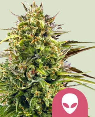 Royal Queen Seeds Cannabis Seeds Alien OG Feminized 10 db