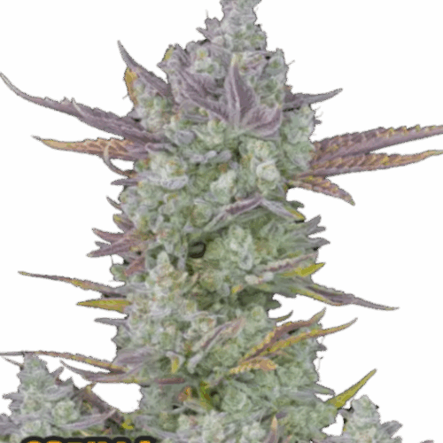 Fast Buds Cannabis Seeds Gorilla Cookies Auto 100 db