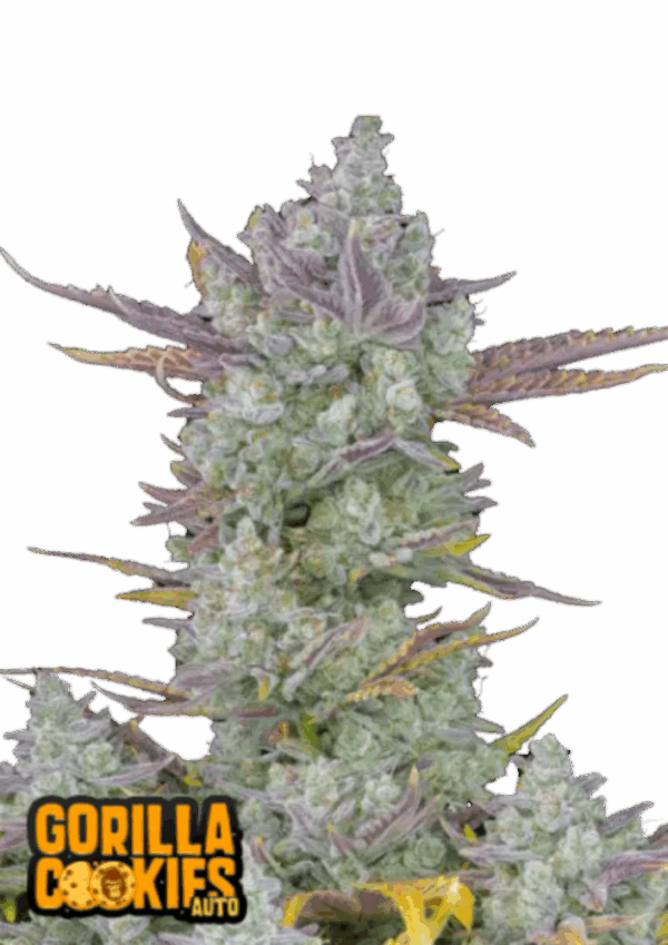Fast Buds Cannabis Seeds Gorilla Cookies Auto 100 db