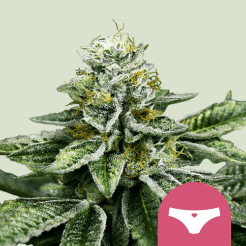 Royal Queen Seeds Cannabis Seeds Sherbet Queen Feminized 25 db
