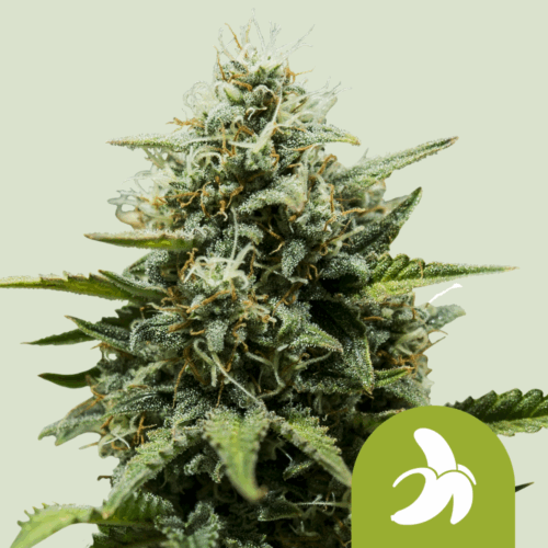 Royal Queen Seeds Cannabis Seeds Fat Banana Auto 25 db
