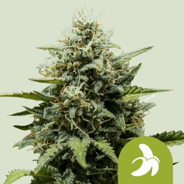 Royal Queen Seeds Cannabis Seeds Fat Banana Auto 25 db