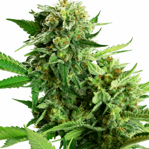 Sensi Seeds Cannabis Seeds Blackberry Cake Feminized