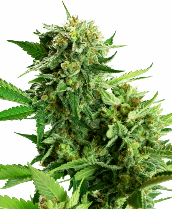 Sensi Seeds Cannabis Seeds Blackberry Cake Feminized