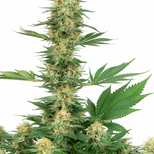 Sensi Seeds Cannabis Seeds Gelato #420 Feminized by White Label