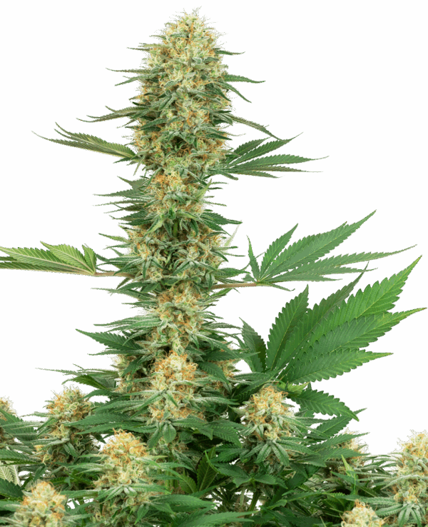 Sensi Seeds Cannabis Seeds Gelato #420 Feminized by White Label