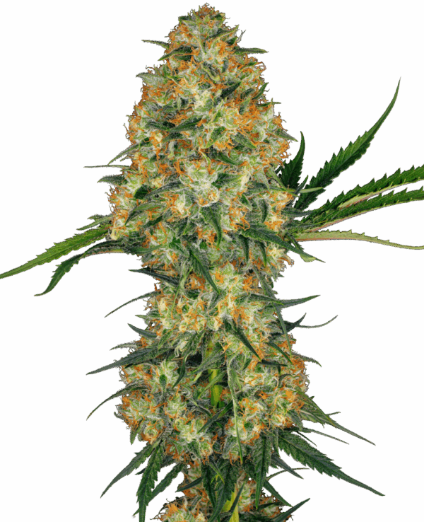Sensi Seeds Cannabis Seeds Hindu Kush® Feminized
