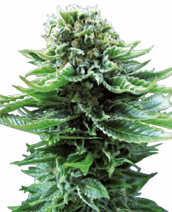 Sensi Seeds Cannabis Seeds Northern Lights Automatic® Feminized