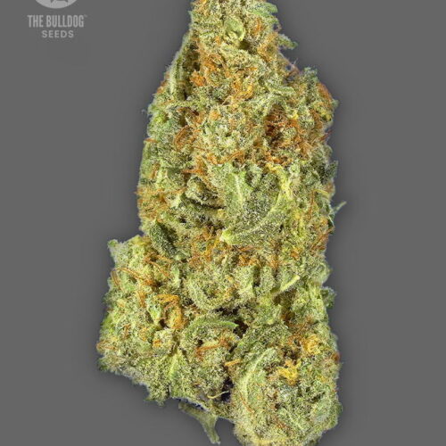 The Bulldog Seeds TB Gorilla Auto