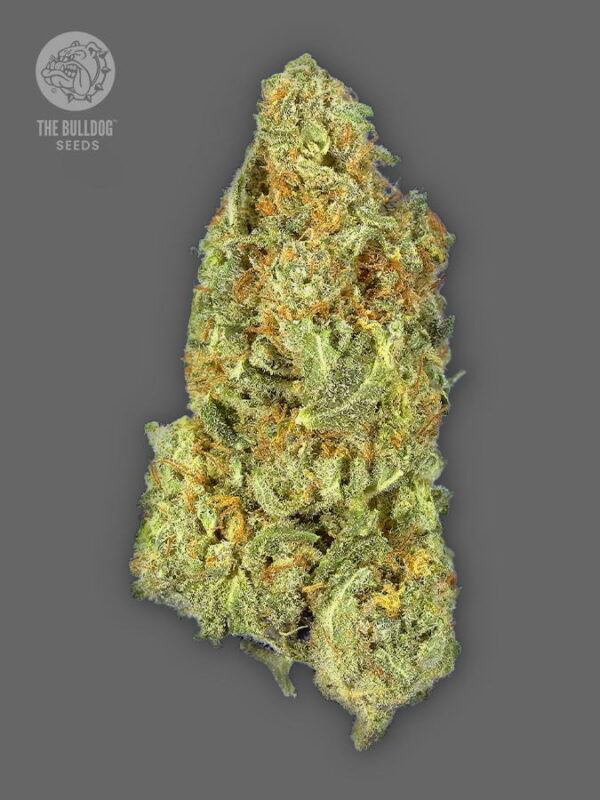 The Bulldog Seeds TB Gorilla Auto