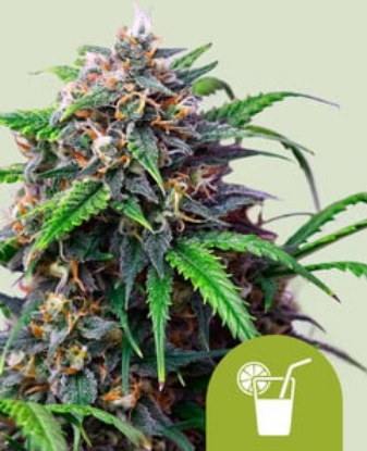 Royal Queen Seeds Cannabis Seeds Purple Lemonade Auto 10 db