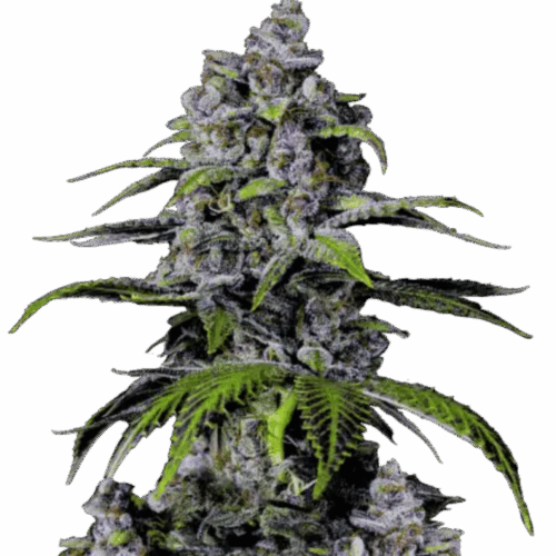 Fast Buds Cannabis Seeds Purple Lemonade FF 100 db