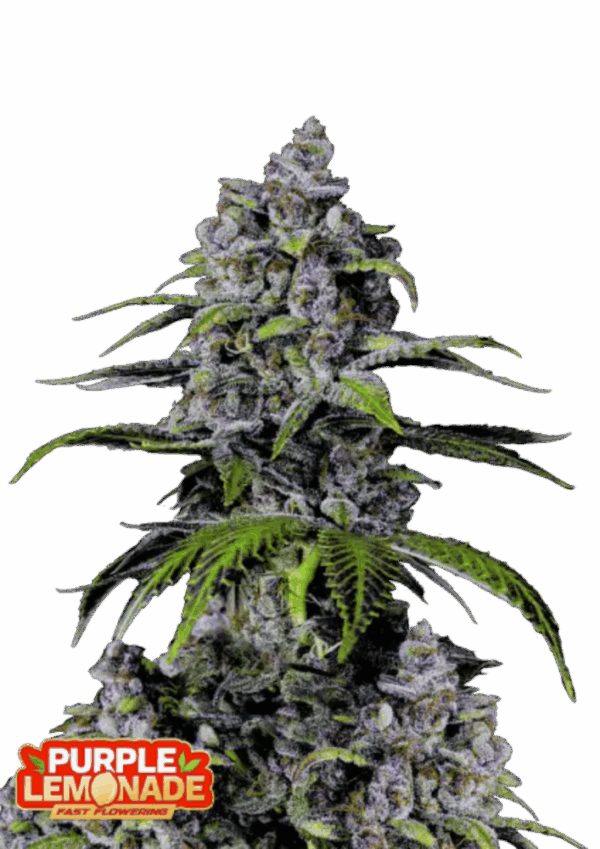 Fast Buds Cannabis Seeds Purple Lemonade FF 100 db